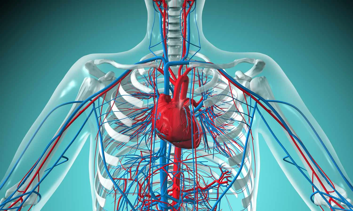Large-Scale Cardiovascular Study Emphasizes Consistent Everyday Activity